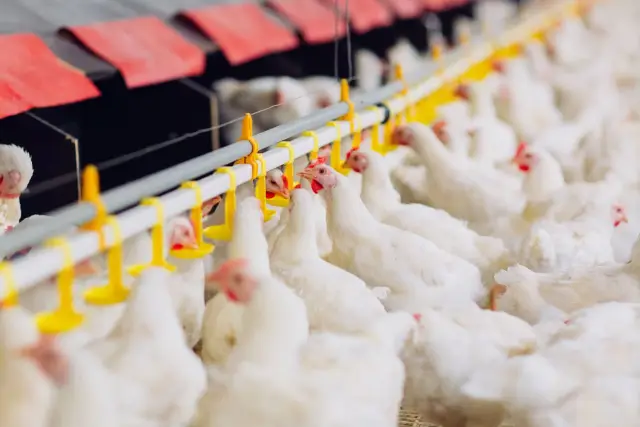 Commercial poultry house with broiler chickens - Agralink poultry alarm monitoring system