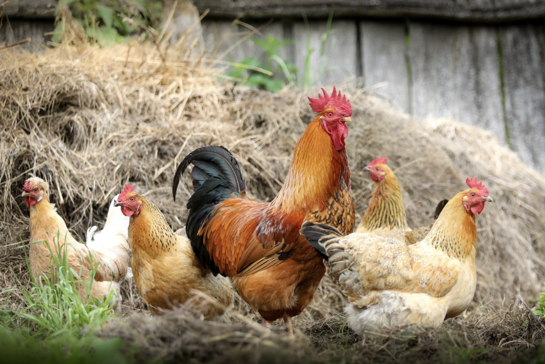 Image of Poultry for Poultry Farm Monitoring Systems: A Simple (But Complete) Guide